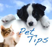 Pet Tips