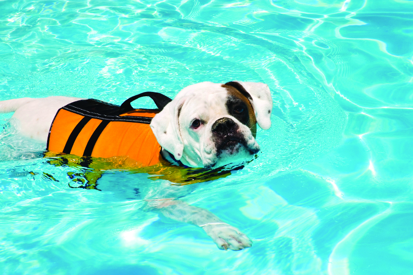 Flotation Devices - Center for Pet Safety