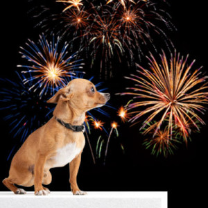 Fireworks are fun, but not pet friendly. Please keep pets safe inside on the 4th of July.