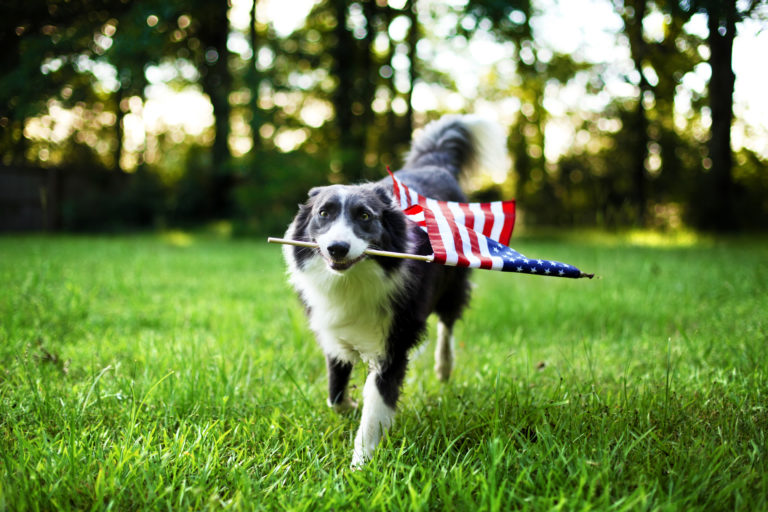July 4th Safety for Pets Center for Pet Safety